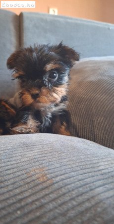 Gyönyörű szép yorki babák!