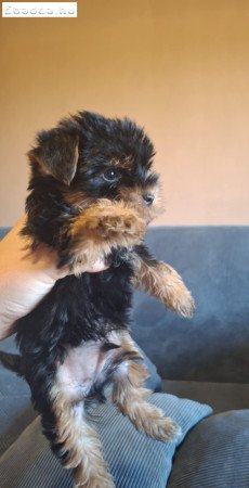 Gyönyörű szép yorki babák!