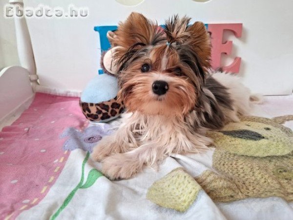 Yorkshire terrier kisfiú (yorki)