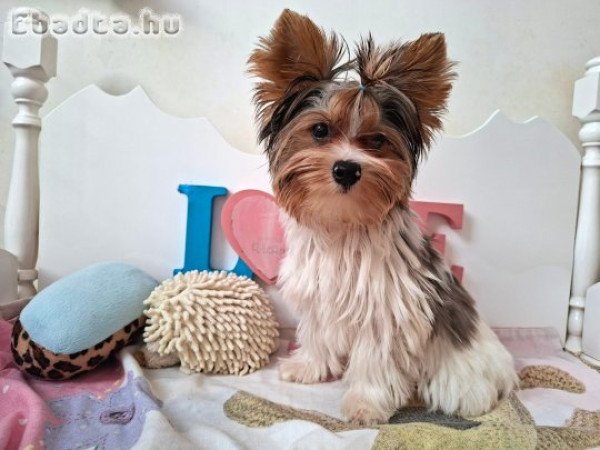 Yorkshire terrier kisfiú (yorki)