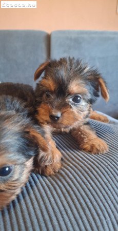 Mini yorki babák