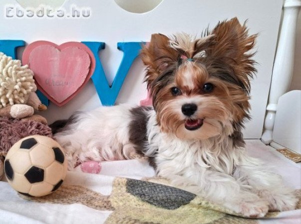 Yorkshire terrier kisfiú (yorki)