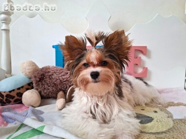 Yorkshire terrier kisfiú (yorki)