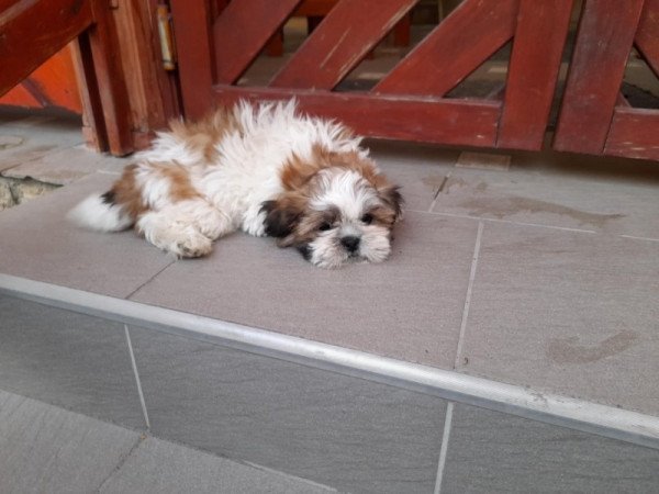 Shi-tzu