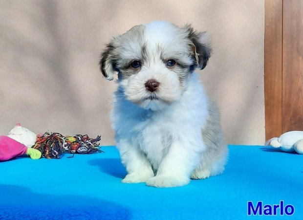 Bichon Havanese