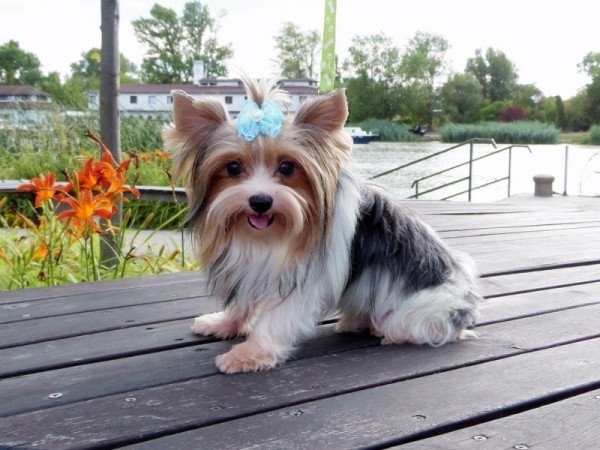 Biewer Yorkshire Terrier Yorki