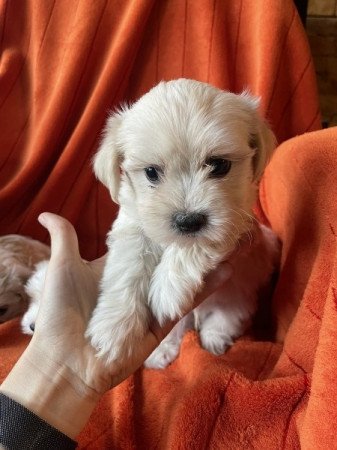 Bichon havanese