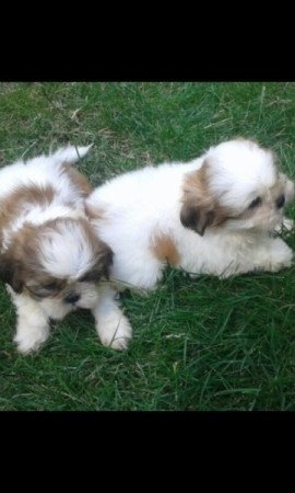 Shih tzu