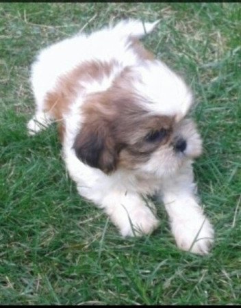 Shih tzu