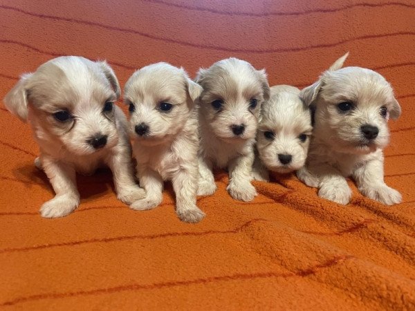 Bichon havanese