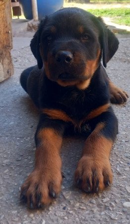 Rottweiler