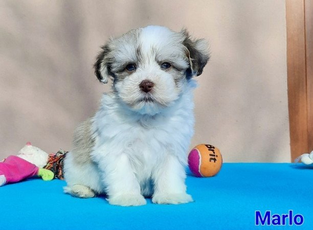 Bichon Havanese