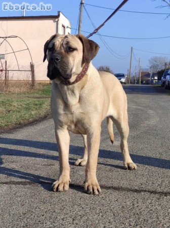 Cane corso növendék szuka