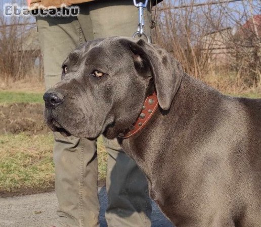 Cane corso növendék szuka