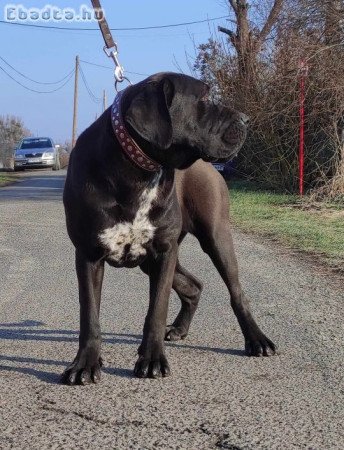 Cane corso növendék szuka