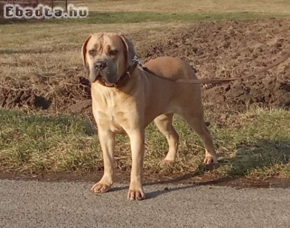 Cane corso növendék szuka