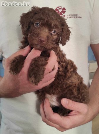 Lagotto romagnolo/ olasz vizikutya