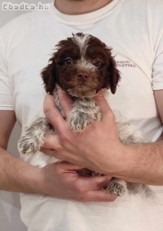 Lagotto romagnolo/ olasz vizikutya