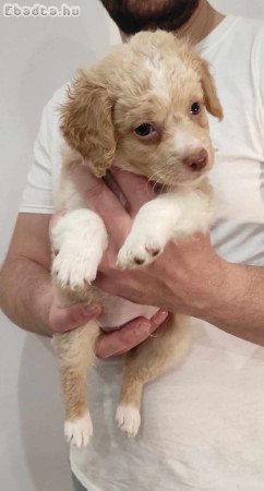 Lagotto romagnolo/ olasz vizikutya