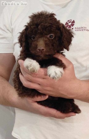 Lagotto romagnolo/ olasz vizikutya