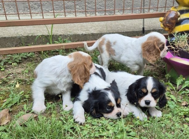Cavalier King Charles spániel