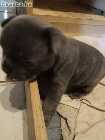 Francia bulldog kiskutyák eladók!