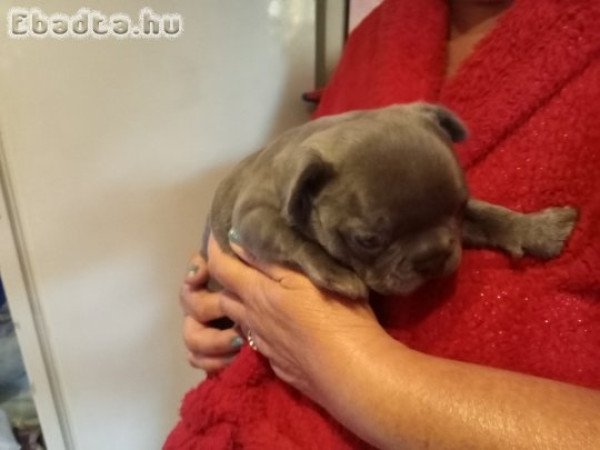 Francia bulldog kiskutyák eladók!
