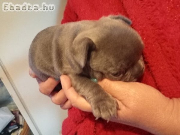 Francia bulldog kiskutyák eladók!
