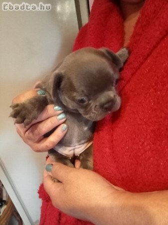 Francia bulldog kiskutyák eladók!