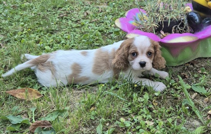 Cavalier King Charles spániel