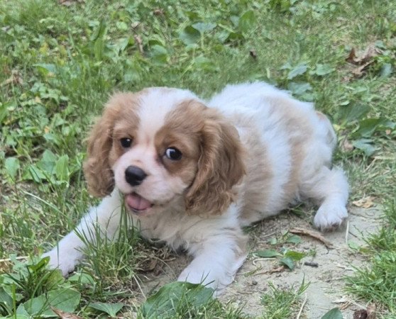 Cavalier King Charles spániel
