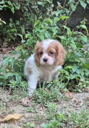 Cavalier King Charles spániel
