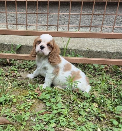 Cavalier King Charles spániel