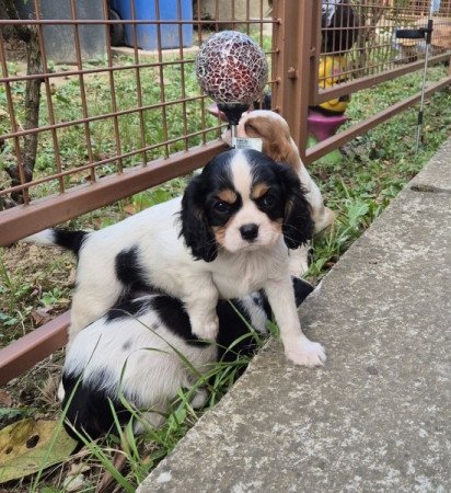 Cavalier King Charles spániel