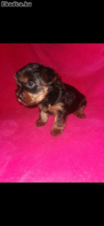 Yorki Terrier kislány eladó
