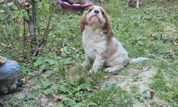 Cavalier King Charles spániel