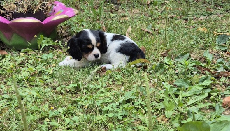 Cavalier King Charles spániel