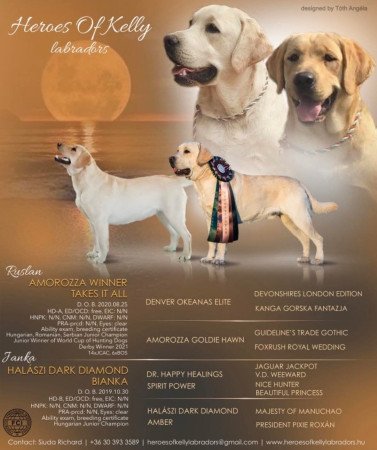 Törzskönyves labrador kiskutyák