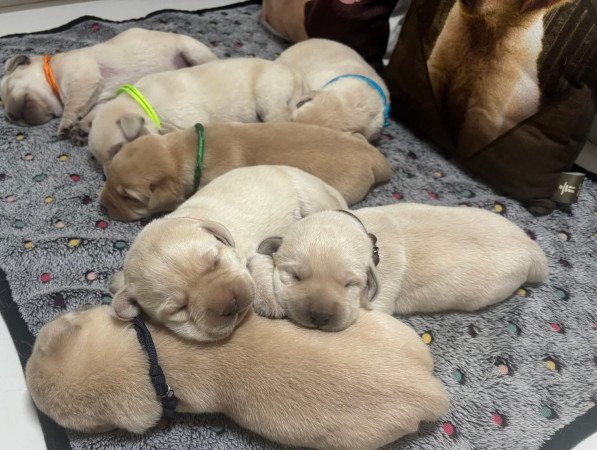 Törzskönyves labrador kiskutyák