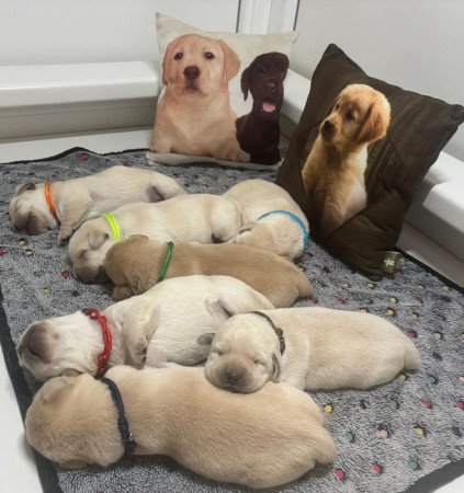 Törzskönyves labrador kiskutyák