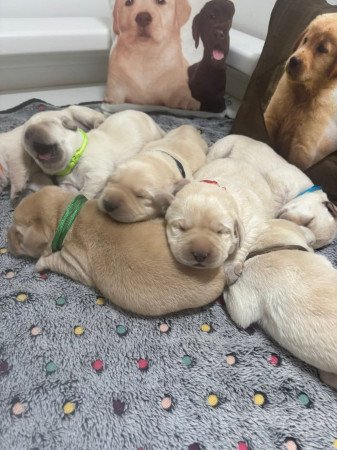 Törzskönyves labrador kiskutyák