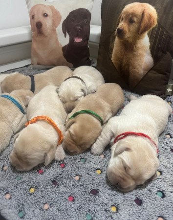 Törzskönyves labrador kiskutyák