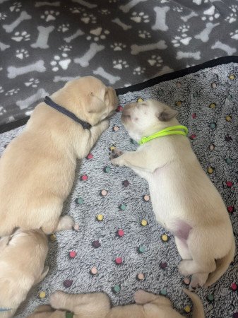 Törzskönyves labrador kiskutyák