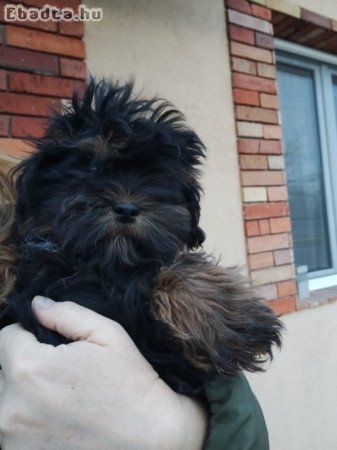 Bichon havanese