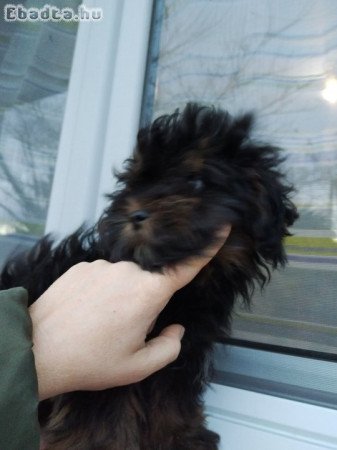 Bichon havanese