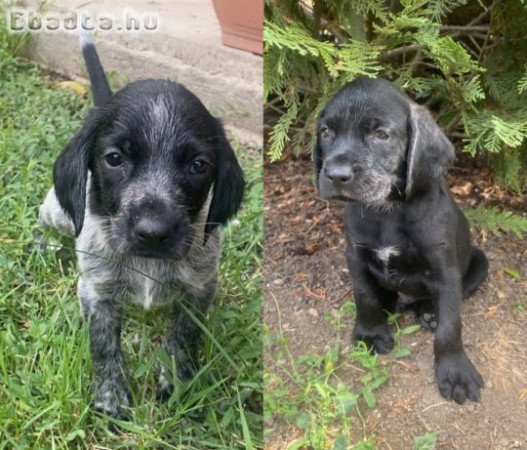 Eladó a képen látható 4 kan német vizsla