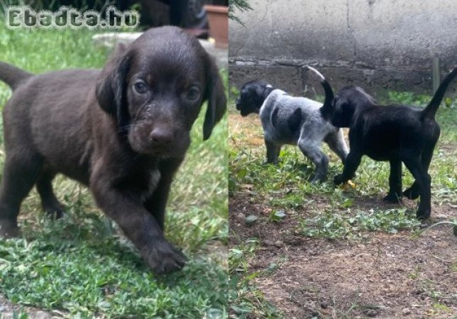 Eladó a képen látható 4 kan német vizsla