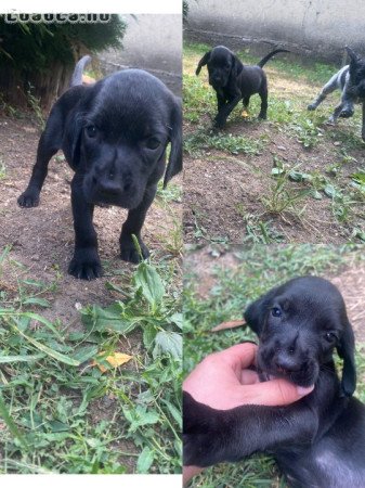 Eladó a képen látható 4 kan német vizsla
