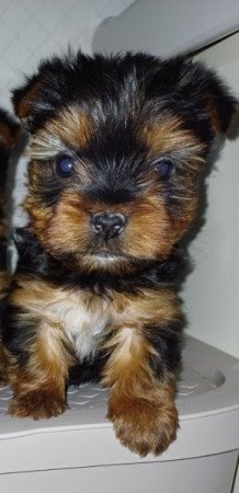 Yorki terrier