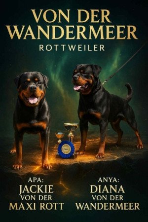 Rottweiler